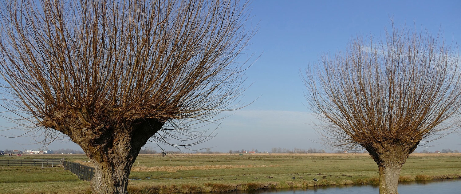 participatieplatform sociaal domein