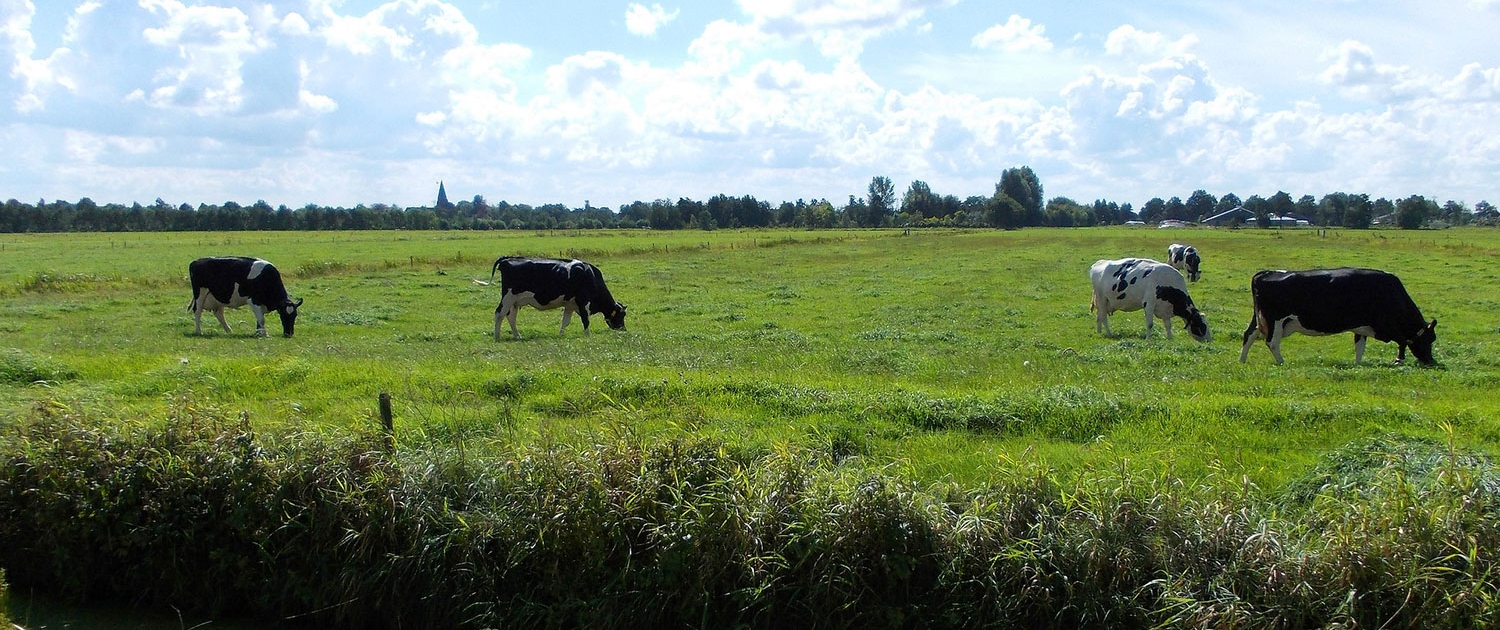 participatieplatform